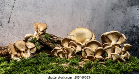 A group of mushrooms on the bark of a tree. Oyster mushrooms (Veshenki). Moss and grass from below. Gray background. - Shutterstock ID 2054690834