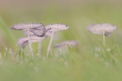 Group Of Mushrooms In Rain, Water Droplet, Grass Lawn