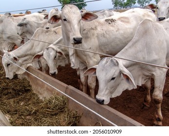 A group of Nelore cattle herded in confinement in a cattle farm in Mato Grosso state, Brazil - Shutterstock ID 2056010909