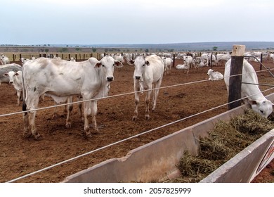 A group of Nelore cattle herded in confinement in a cattle farm in Mato Grosso state, Brazil - Powered by Shutterstock