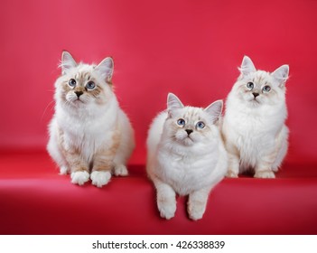 Group Of Neva Masquerade Kitten On Red Background