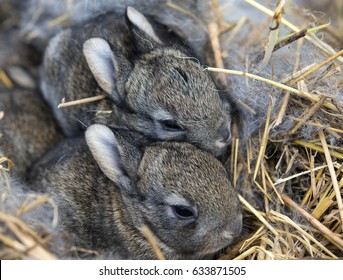 A Group Of Newborn Rabbits On A Farm.