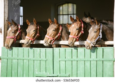 Group of nice thoroughbred foals looking over stable door