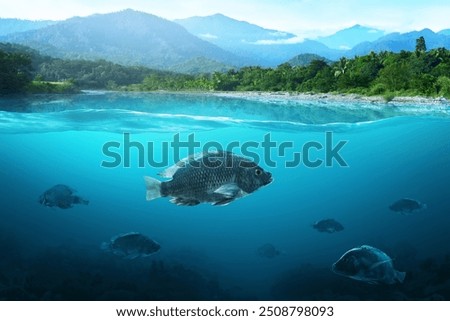 Group of nile tilapia fish swimming in lake
