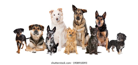 group of nine mixed breed dogs in front of a white background.only mutts - Shutterstock ID 1908910093