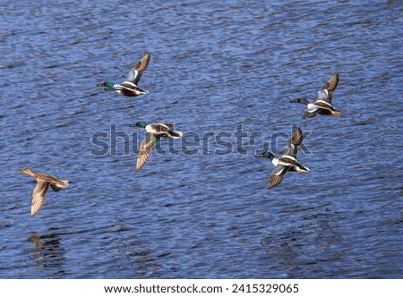 A group of Northern Shoveler ducks with colorful wings flying together over a large blue lake close to the water.