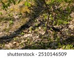 A Group of Northern Watersnakes Nerodia sipedon) Tangled Togethe