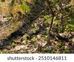 A Group of Northern Watersnakes Nerodia sipedon) During Breeding