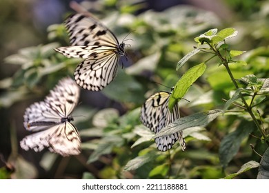 A Group O Milkweed Butterflies Are Landing On A Green, Fresh Plant