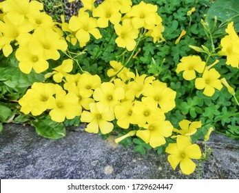Group od flowers of Bermuda buttercup, agrillo or chuchamel, Oxalis pes-caprae, growing in Galicia, Spain