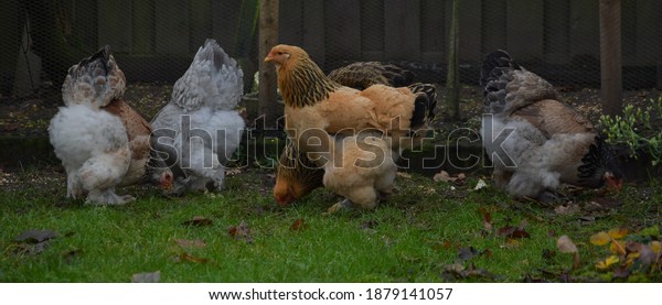 Group off Brahma\
female chickens outside on the grass, photo made on 20 december\
2020 in Weert the\
Netherlands