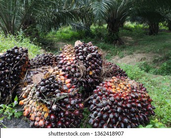 Group Oil Palm Fruits On Nature Stock Photo 1362418907 | Shutterstock