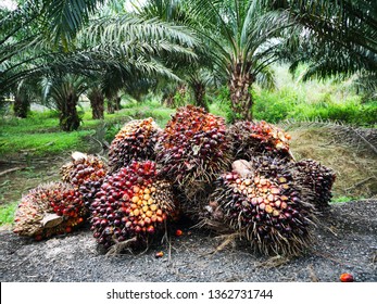 A group of oil palm fruits on nature background, Fresh palm oil from palm garden, plant. 

