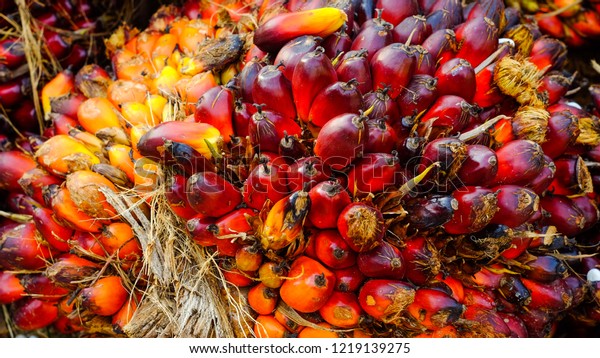 A group of oil palm fruits on nature\
background, Fresh palm oil from palm garden,\
plant
