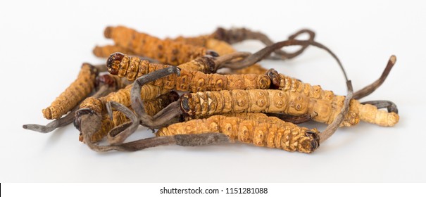 Group Of Ophiocordyceps Sinensis Or Mushroom Cordyceps This Is A Herbs On Isolated Background. Medicinal Properties In The Treatment Of Diseases. National Organic Medicine.