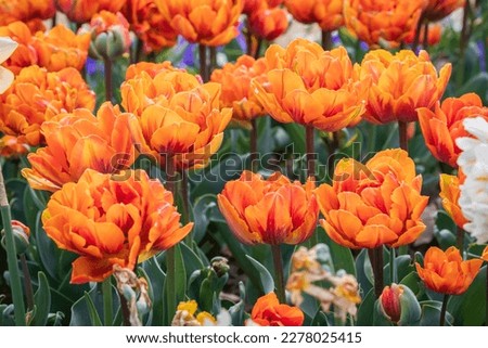 Group of orange Princess tulips 
