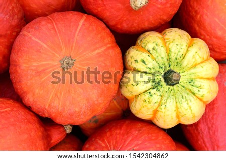 In a group of orange pumpkins is a single yellow pumpkin and stands out from the other pumpkins