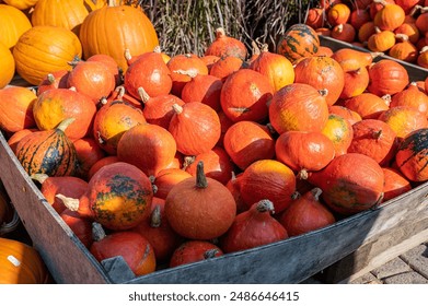 A group of orange and small pumpkins outdoors in sunlight - Powered by Shutterstock