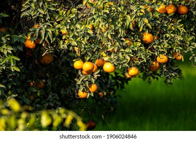 group of orange trees in a row , The orange is the fruit of various citrus species in Asia ,
Citrus is a genus of flowering trees and shrubs in the rue family, Rutaceae. 