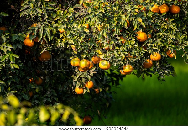 group of orange\
trees in a row , The orange is the fruit of various citrus species\
in Asia ,\
Citrus is a genus of flowering trees and shrubs in the\
rue family, Rutaceae. 