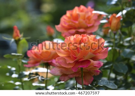 Group orange-pink hybrid tea roses on a background of blurred foliage closeup.