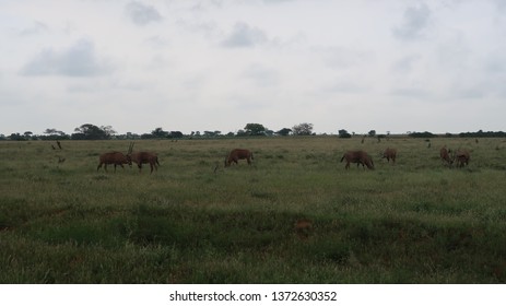 Group of Orynx grassing in Tsavo East National Park