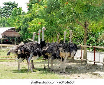 Group Of Ostrich In The Farm