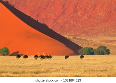 Group Of Ostriches In Namib Desert