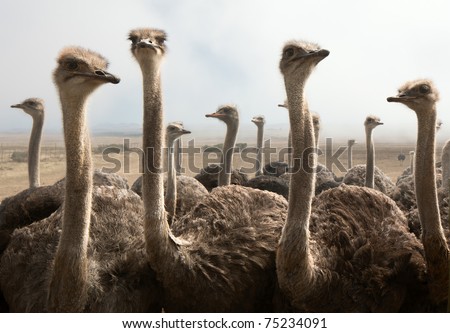 Group of ostriches on a farm with misty clouds