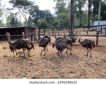 A Group Of Ostriches In Pen - Powered by Shutterstock