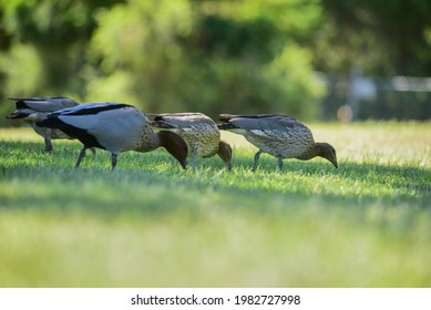 A Group Of Pacific Black Ducks At Springfield Lake Park,Brisbane, Australia