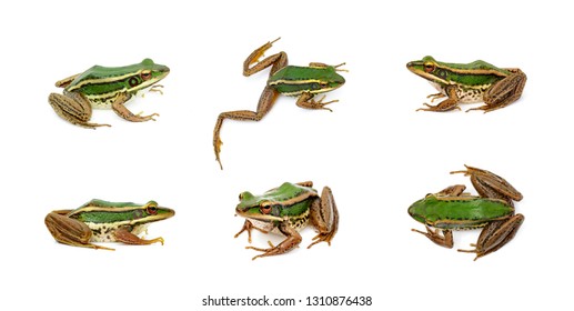 5,455 Group frog Images, Stock Photos & Vectors | Shutterstock