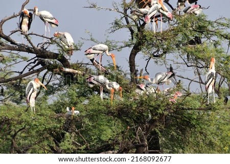 Group of Painted Stork with nest on the top of the tree in Bharatpur Bird Sanctuary in India. The Painted Stork (Mycteria leucocephala) is a large wading bird in the stork family.