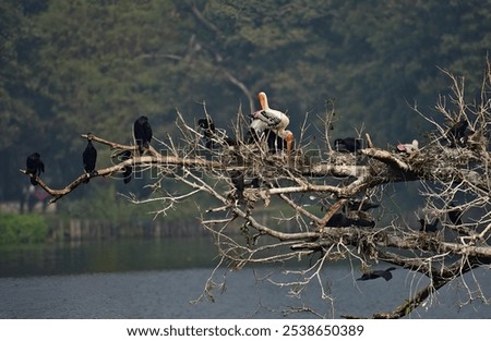 A group of painted storks and crows perched on a tree branches overlooking a serene body of water