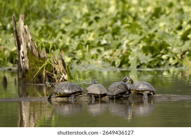 Group of painted turtles basking on fallen log in natural wetland habitat