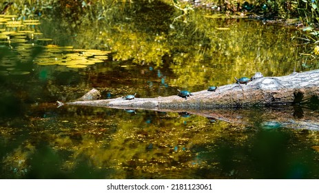 Group Of Painted Turtles Sun Bathing On A Fallen Tree, In Summer Of 2022. In The Garden In The Woods, Framingham MA.