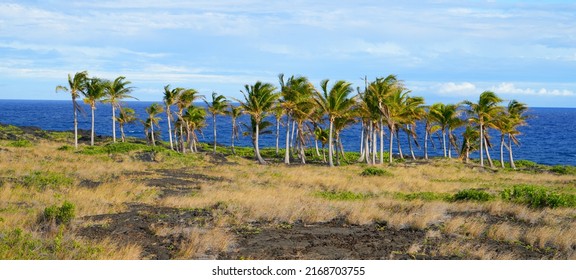 Group Of Palm Trees Facing The Pacific Ocean In A Lava Field Located At The End Of The Chain Of Craters Road In The Hawaiian Volcanoes National Park On The Big Island Of Hawai'i