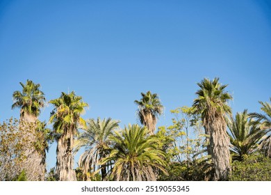 A group of palm trees are in a lush green forest with a clear blue sky above. The trees are tall and leafy, creating a serene and peaceful atmosphere - Powered by Shutterstock