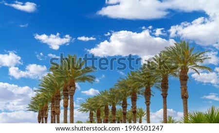 Group of palm trees in a row with cloud sky