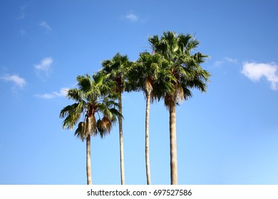 A group of palm trees with a sunny blue sky and clouds in the background. - Shutterstock ID 697527586