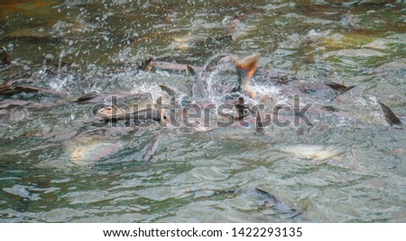 Group pangasius fish came to eat at people in the river in Bangkok, Thailand - Image