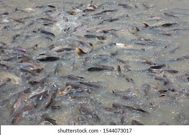 Group Pangasius Sanctuary Group Pangasius Eating Stock Photo 1544073017 ...