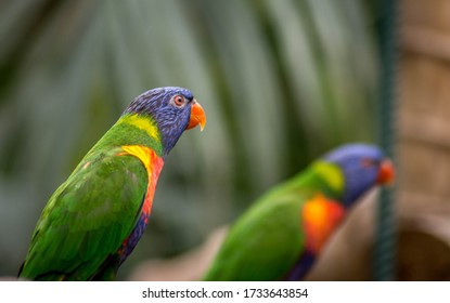 445 Colchester Zoo Images, Stock Photos & Vectors | Shutterstock