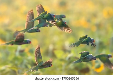 A group of parrots flying in the morning.(Red-breasted Parakeet) - Powered by Shutterstock