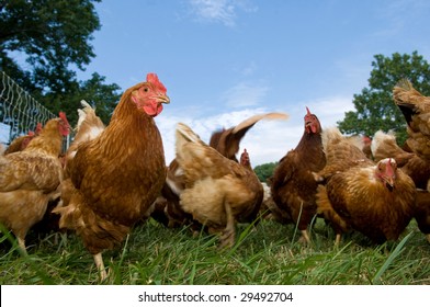 A group of pasture raised chickens peck for feed on the ground - Shutterstock ID 29492704