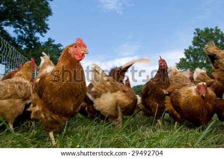 Similar – Chickens on meadow. Food