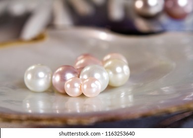 a group of pearl on the shell have some different color and size showing in jewelry store