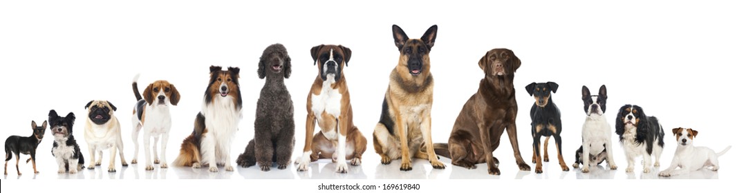 Full Size Dog Images Stock Photos Vectors Shutterstock