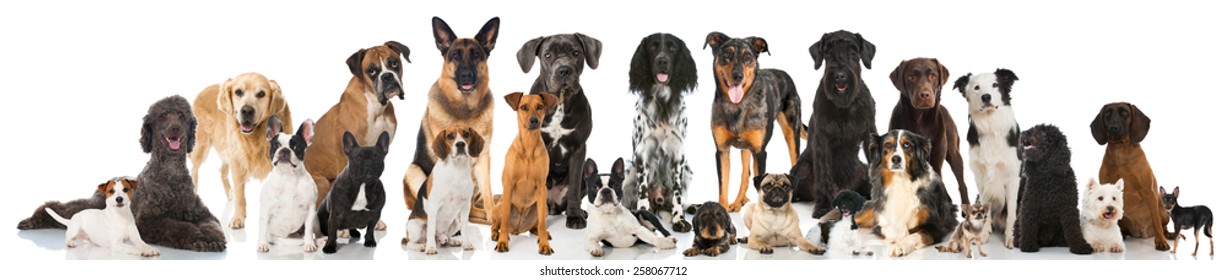 Group Of Pedigree Dogs