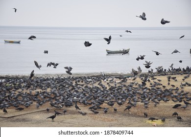 A group of pegion near the sea - Shutterstock ID 1878409744
